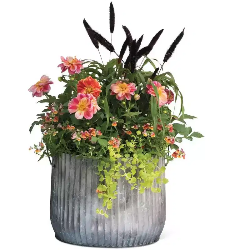 Plantes & Fleurs