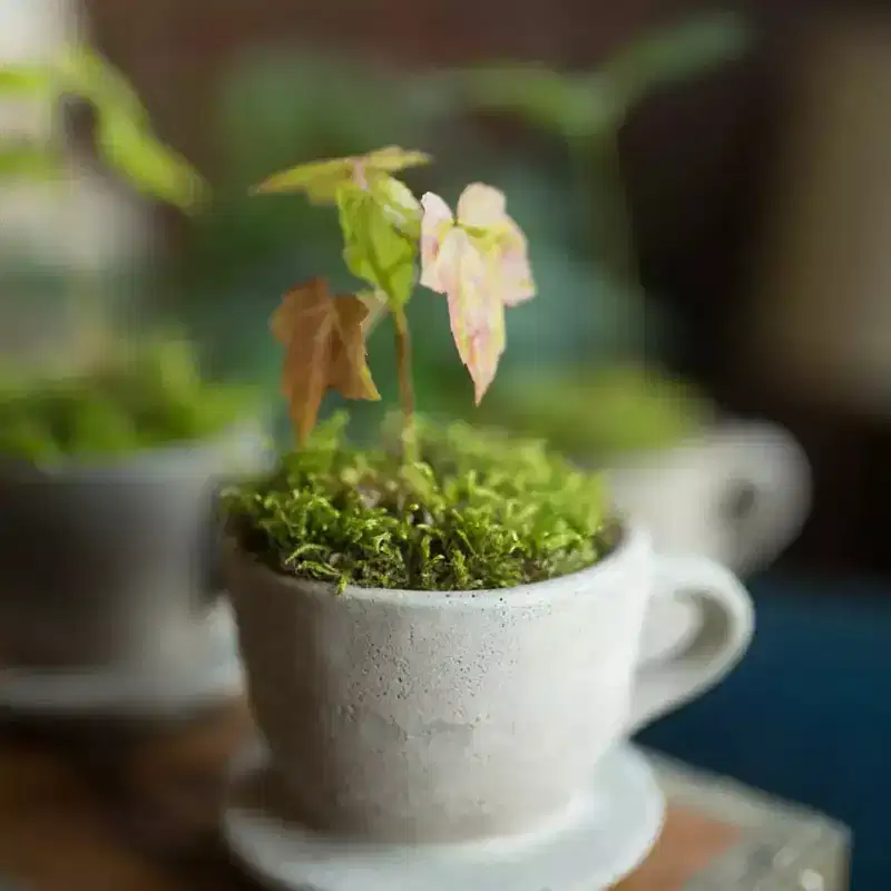 Slickblue Decorative Concrete Tea Cup Planter, Indoor Tabletop Flower or Succulent Pot with Saucer, 4x3.5x2.75