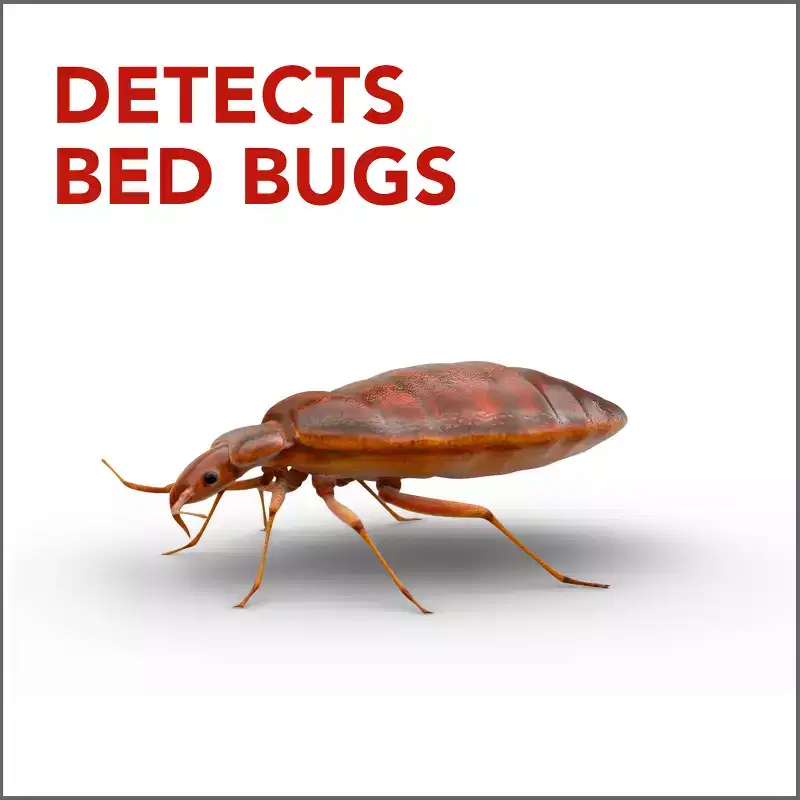 Raid Bed Bug Trap & Detector - 8ct: Indoor Pesticide, Avermectin, 8-Pack, Ready for Use