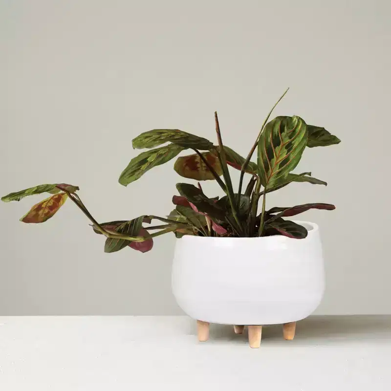 8" x 12.5" Planter with Wood Feet White - Storied Home: Ceramic, Smooth Finish, Indoor Tabletop Decor, Modern Scandinavian Style